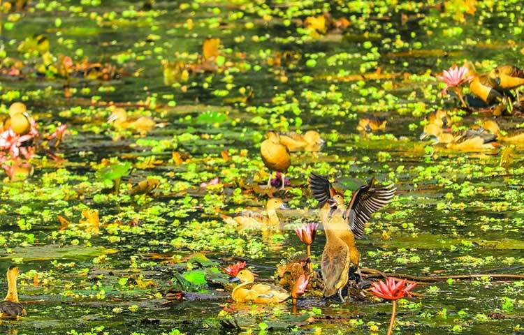 অতিথি পাখির কলকাকলি আপনাকে ভীষণ মুগ্ধ করবে। ছবি : হাফিজুর রহমান