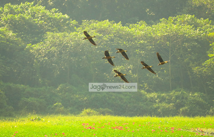 সুদূর সাইবেরিয়া থেকে উড়ে আসছে ঝাঁকে ঝাঁকে অতিথি পাখি। ছবি : হাফিজুর রহমান