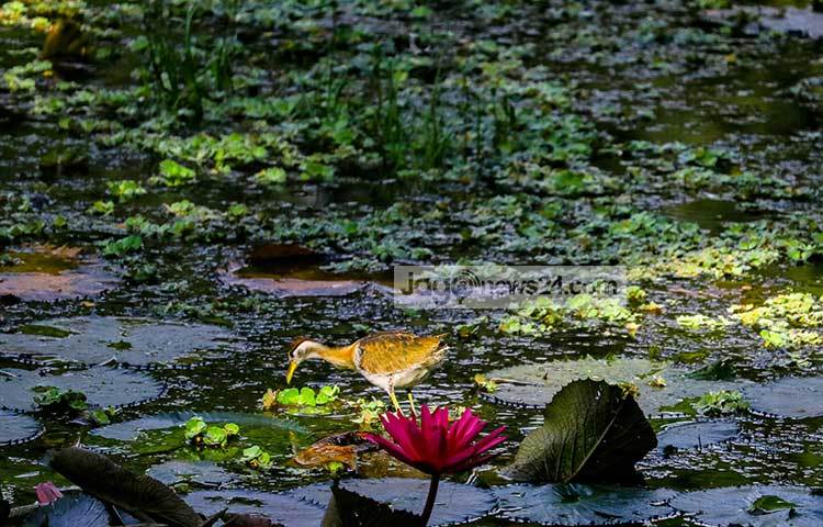 দীর্ঘপথ উড়ে এসে ক্লান্ত পাখিটি খাবারের সন্ধানে নেমেছে। ছবি : হাফিজুর রহমান