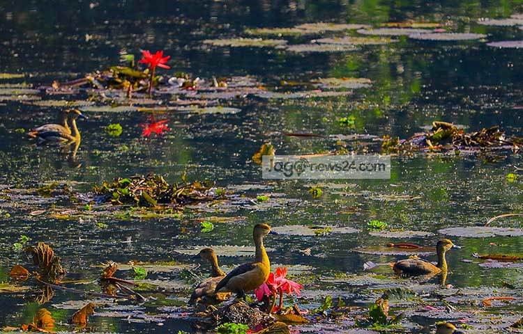 জলাশয়ের সবুজ প্রকৃতির মাঝে অতিথি পাখিরা মিশে আছে। ছবি : হাফিজুর রহমান