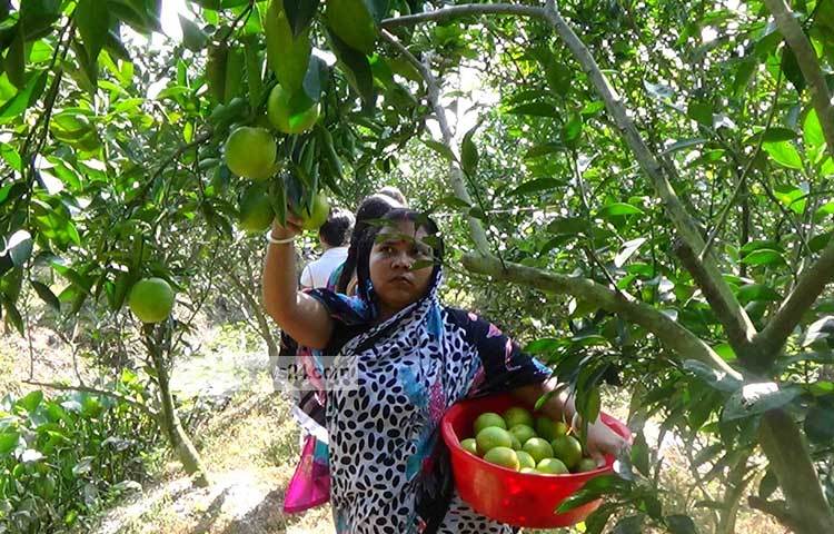 পিরোজপুরের সদর উপজেলার দূর্গাপুর উনিয়নের অমলের মাল্টা বাগানের পরিচর্যা করছেন এক নারী। ছবি : হাসান মামুন