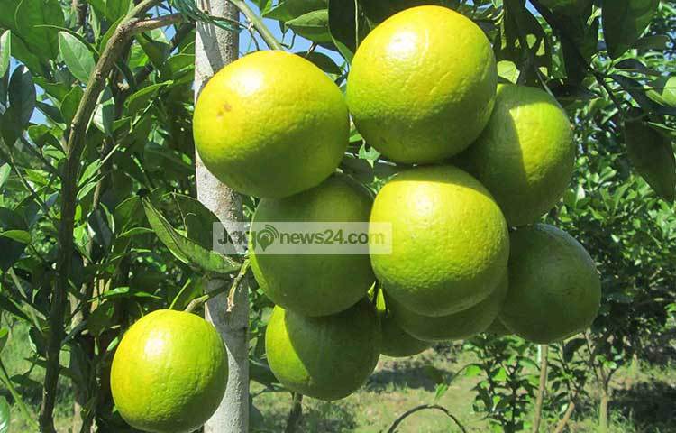 পিরোজপুর জেলায় বিগত কয়েক বছরে ঘটেছে মাল্টার বিপ্লব। এ বিপ্লবকে আরেক ধাপ এগিয়ে নিতে বড় ধরনের ঝুঁকি নিয়েছে শিক্ষিত বেকার যুবকরা। ছবি : হাসান মামুন