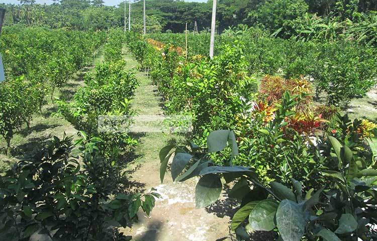 বিস্তীর্ণ মাল্টা বাগান। পিরোজপুরের বেকার যুবকরা আত্মনির্ভরশীল হতে ফল চাষে এগিয়ে আসায় এখানে গড়ে উঠেছে মাল্টা বাগানসহ অসংখ্য ফলের বাগান। ছবি : হাসান মামুন