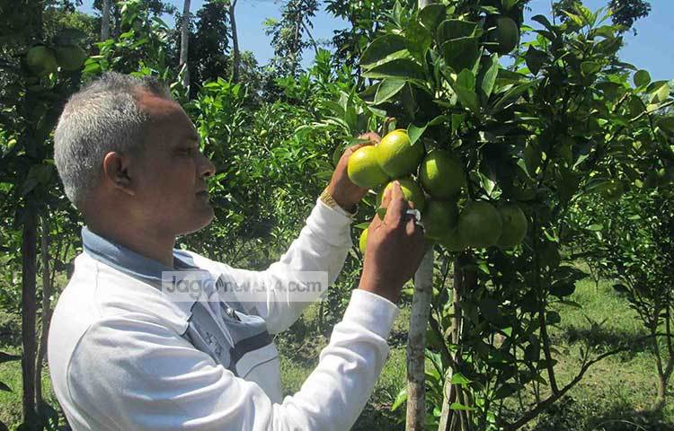 বাগানের মাল্টার পরিচর্যা করছেন একজন। এ জেলার অনেকেই মাল্টা চাষে আগ্রহী হচ্ছেন। ছবি : হাসান মামুন