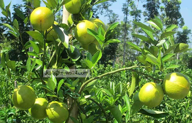 বাগানে ধরেছে দৃষ্টিনন্দন মাল্টা। পিরোজপুর জেলা কৃষি সম্প্রসারণ অধিদফতরের উপ-পরিচালক এমডি আবুল হোসেন তালুকদার জানান, এ অঞ্চলের মাটি মাল্টা চাষের জন্য খুবই উপযোগী। ছবি : হাসান মামুন
