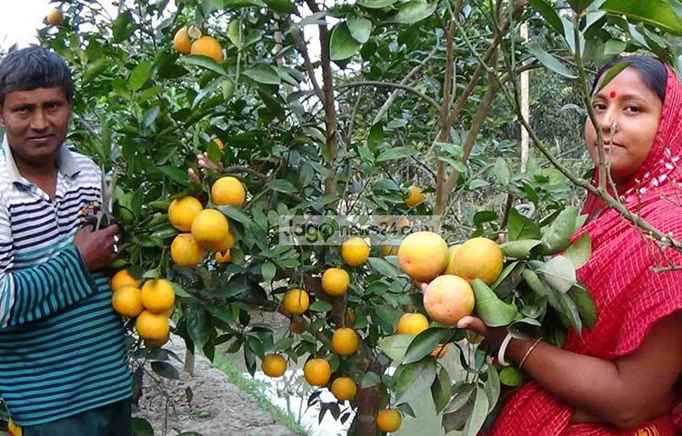 রেবতী শিকদারের বাগানের মাল্ট পেকে হলুদ রং ধারণ করেছে। ছবি : হাসান মামুন