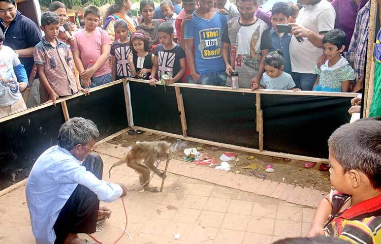 নবান্ন উৎসবে মুগ্ধ হয়ে বানরের খেলা দেখছে শিশুরা। ছবি : বিপ্লব দিক্ষৎ