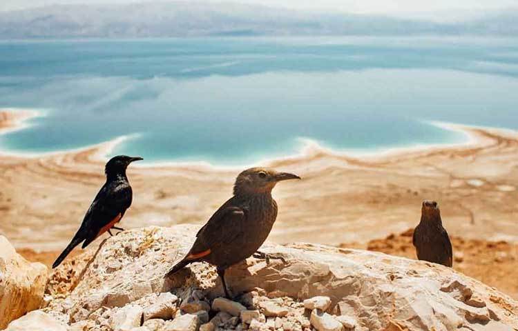 দ্য ডেড সি-ইজরাইল ও জর্ডনের সীমান্ত : সাঁতার না জানলেও দিব্যি ভেসে থাকা যায় এই সমুদ্রে। ডেড সি-র জনপ্রিয়তা এখানেই। ৩৫ বছরের মধ্যেই সম্ভবত ‘ভ্যানিশ’ হয়ে যাবে এই সমুদ্র।