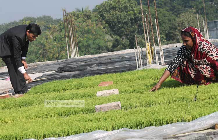 ঝিনাইদহ জেলার শৈলকুপা উপজেলার তামিনগর গ্রামের কলেজ শিক্ষক খবির উদ্দিন তার পাঁচ তলা বাড়ির ছাদের উপর বাহারি বীজতলা তৈরি করেছেন।