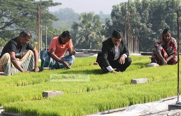 খবির উদ্দিন তার বোরো ধানের বীজতলায় বাড়ির অন্যান্যদের নিয়ে কাজ করছেন।