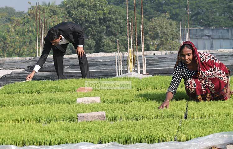 খবির উদ্দিন বলেন, তার নিজের বারো বিঘা ধানী জমি আছে। সে জমিতে চাষ করার জন্য তিনি এ বীজতলা তৈরি করেছেন।