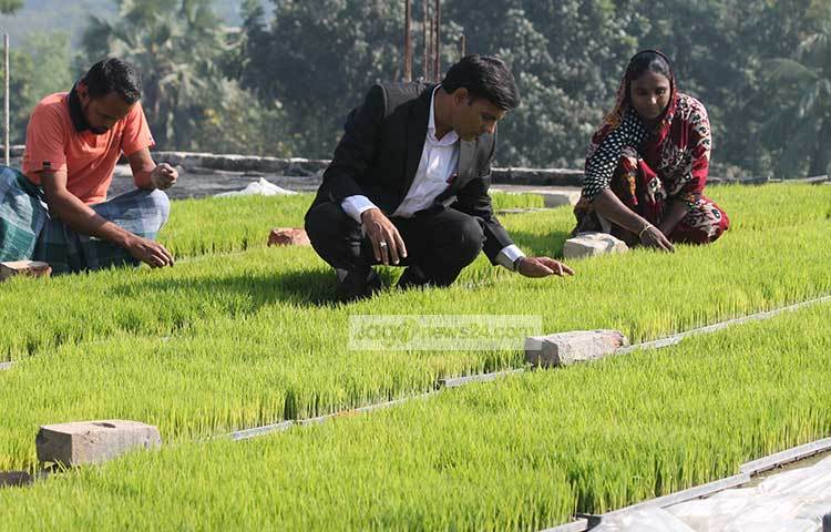 ১২০ টি ট্রেতে ১২ কেজি ধানের বীজ তলা দেয়া হয়েছে। এতে ঘরের ছাদের ৭০০ বর্গফুট জায়গা ব্যবহার করা হয়েছে।