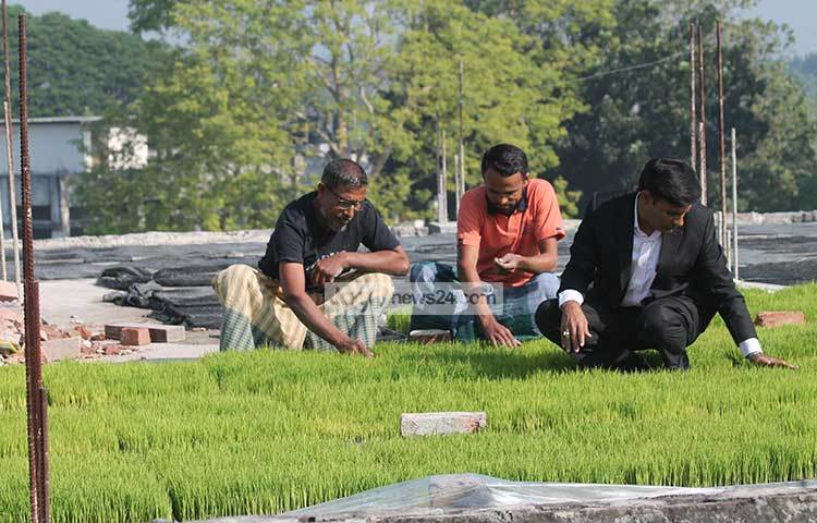 এখানে সুবিধা হিসাবে খবির উদ্দিন জানান, এ পদ্ধতিতে চারা তৈরি করে রোপণ করলে ৬০ দিন গাছ বাড়ার সময় পায়। এতে প্রতিটি গাছ অনেক কুশি ছাড়ার সময় পেয়ে থাকে।