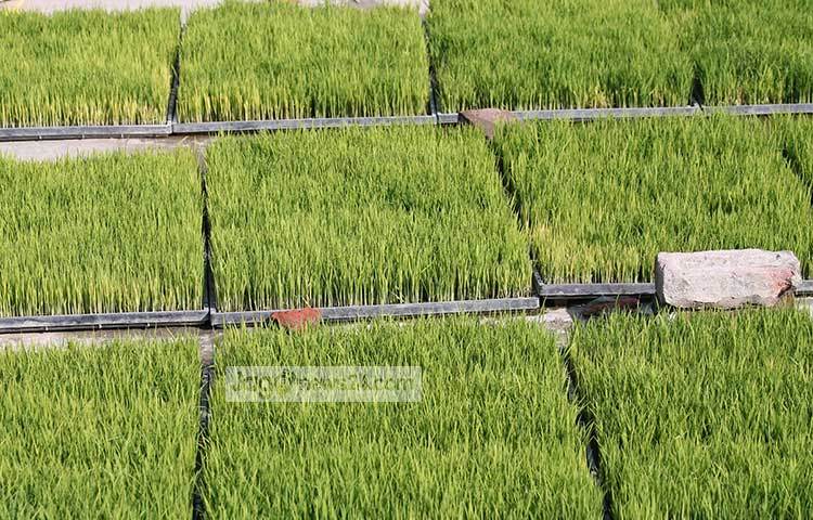 এই বীজতলায় শুধু মাত্র সকাল-দুপুর ও সন্ধ্যায় তিনবার সময় করে পানি দিলেই চলে। এতে খরচ কম। সময় কম। আবার খুব সহজে রোপণ করা যায়।