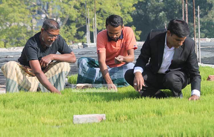 নিজের বীজতলায় কাজ করছেন খবির উদ্দিন।