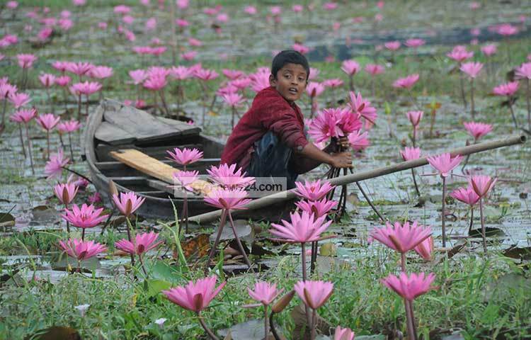 বিলে ফোটা এই শাপলা সবজি হিসেবেও খুব ভালো। এটি অনেক পুষ্টিগুণ সমৃদ্ধ।
