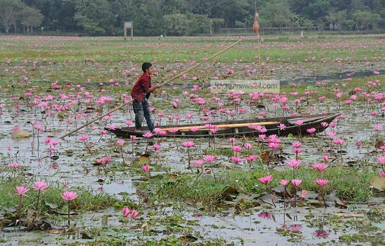 ফুটন্ত লাল শাপলা প্রৃকতিকে করেছে আরও মনোমুগ্ধকর। ছবি : বিপ্লব দিক্ষিৎ