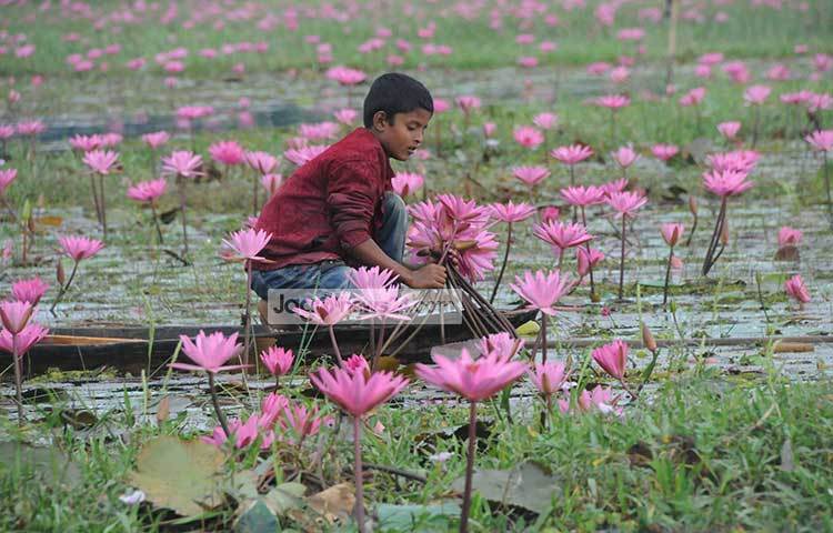 বিলের এ শাপলা হাট-বাজারে বিক্রি করে অনেকে জীবীকা নির্বাহ করেন। ছবি : বিপ্লব দিক্ষিৎ