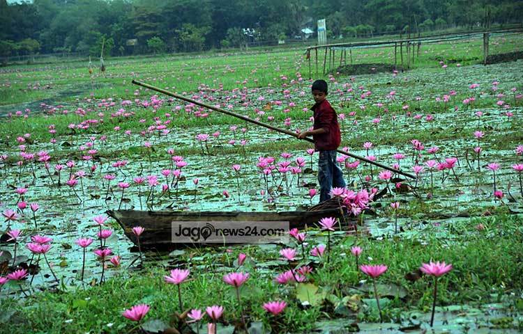 বিলের শাপলা তুলে শিশুটির এখন সময় কাটে। সকাল হলেই নৌকা নিয়ে ছুটে যায় শাপলা তুলতে। ছবি : বিপ্লব দিক্ষিৎ