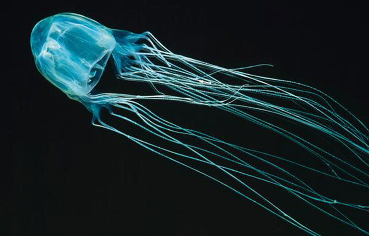 সি ওয়্যাসপ্স : এরা জেলিফিশের একটি প্রজাতি। সি ওয়্যাসপ্স-এর লেজে এ পরিমাণ বিষ থাকে যে তাতে ২৫০ জন মানুষ মারা যেতে পারে।