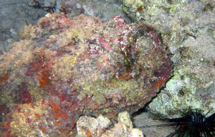 রিফ ফিশ : ভারত ও প্রশান্ত মহাসাগরের সাগরের তলদেশে পাথরের মধ্যে এদের দেখতে পাওয়া যায়। এই মাছটি যখন কাউকে আক্রমণ করে তখন কাঁটা ফুটিয়ে দেয়, এর বিষের কারণে রক্তে নিম্নচাপ, ভেনট্রিকুলার ফাইব্রিলেশন এবং পক্ষাঘাত হয়, যা পরে মৃত্যুর দিকে ধাবিত করে।