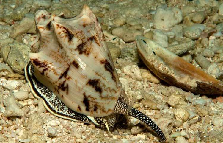 সামুদ্রিক শামুক কোন : সামুদ্রিক শামুকের খোলের বর্ণ বৈচিত্রের কারণে ব্যাপক চাহিদা। কিন্তু এই শামুকটির সৌন্দর্যের পেছনে আছে মারাত্মক বিষ ভান্ডার। সেই বিষের এক ফোঁটায় ২০ জন মানুষ প্রাণ হারাতে পারে।