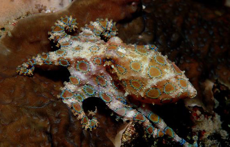 ব্লু রিং অক্টোপাস : সাধারণ পরিবেশে এটি হালকা বাদামী রংঙের। কিন্তু যখন আগ্রাসী হয়ে ওঠে তখন এর গায়ে উজ্জ্বল নীল রংয়ের রিং দেখা যায়। যখন একটি কামড়ায় তখন এর বিষাক্ত লালা স্নায়ুতন্ত্রকে আঘাত করে। কয়েক ঘণ্টার মধ্যেই মানুষটি মৃত্যুর কোলে ঢলে পড়ে।