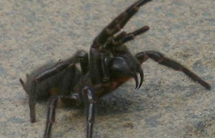 লাবা সিডনি : অস্ট্রেলিয়ার সিডনি থেকে ১০০ কিলোমিটার দূরে এই মাকড়সাদের পাওয়া যায়। এ ধরনের মাকড়সার বিষ মাংসপেশী ও শাসতন্ত্রকে অচল করে দেয়। আর বিষ যদি হৃদযন্ত্রে ঢুকে পড়ে তাহলে নির্ঘাত মৃত্যু।