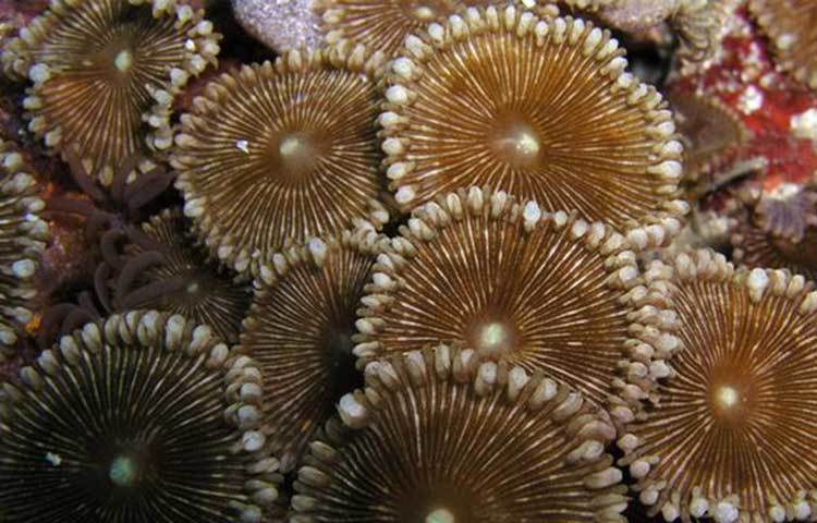 প্রটোপ্যালিথোয়া : এটি এক ধরনের সামুদ্রিক ফুল, যা দেখতে অনেকটা শামুকের খোলের মত। এই ফুল থেকে নিঃসৃত ০.০২ মিলিগ্রাম বিষ ৭০ কেজি ওজনের মানুষকে মেরে ফেলার পক্ষে যথেষ্ট।