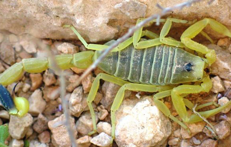 ডেথস্টকার কাঁকড়া বিছা : সবধরনের কাঁকড়া বিছা মানুষের জন্য হানিকর নয়। তুরস্ক, আরব উপত্যকা এবং উত্তর আফ্রিকার কিছু অঞ্চলে এদের বসবাস। পটাসিয়াম সায়ানাইডের চেয়ে ১৮ গুণ বেশি শক্তিশালী এই কাঁকড়া বিছা’র বিষ।