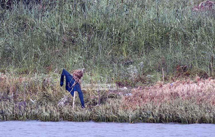মৃদুমন্দ হালকা হিমেল বাতাসে সেজেছে প্রকৃতি। এই হল চিরচেনা হেমন্তের দৃশ্য। ছবি : রবিউল ইসলাম পলাশ