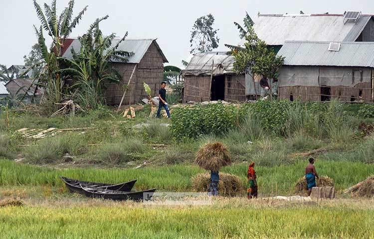 এখন চারদিকে নতুন ধানের মিষ্টি গন্ধ মৌ মৌ করছে। কৃষিনির্ভর আমাদের জনজীবনে হেমন্ত আনন্দ-বেদনার কাব্যের মতো। ছবি : রবিউল ইসলাম পলাশ