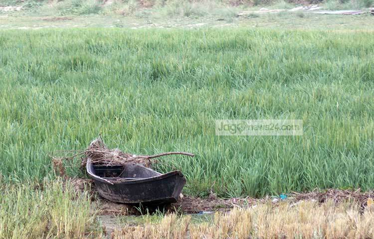 কবির কবিতায় হেমন্ত, প্রকৃতি আর আত্মমগ্ন একে অন্যের পরিপূরক হয়ে উঠেছে। সবুজ প্রকৃতির মাঝে হারিয়ে যেতে ইচ্ছে করে। ছবি : রবিউল ইসলাম পলাশ