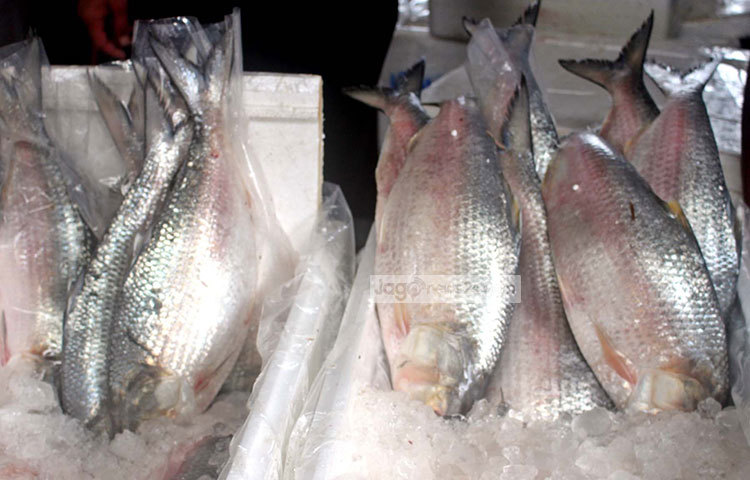 রুপালি ইলিশে ভরেছে বাজার। রাজধানীর কারওয়ান বাজার থেকে ইলিশের এই ছবি ক্যামেরাবন্দি করেছেন বিপ্লব দিক্ষিৎ। ছবি : বিপ্লব দিক্ষিৎ