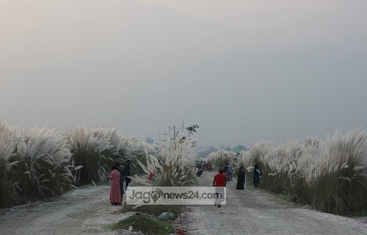 শুভ্র কাশফুলের রাজ্যে হারিয়ে গেছেন দর্শনার্থীরা। এখানে এলে যে কারো হারিয়ে যেতে ইচ্ছে করবে কাশের বনে। ছবি : তারিকুর রহমান খান