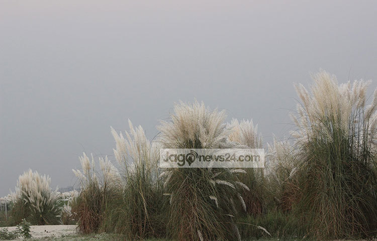 বর্ষা বিদায় নিয়েছে অনেক আগেই। তবে কাশের এ আয়োজন শরতের কথা মনে করিয়ে দেয়। ছবি : তারিকুর রহমান খান