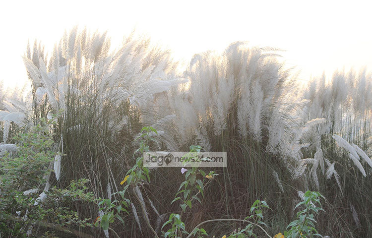 মেঘযুক্ত আকাশের নিচে সাদা কাশ, এ যেন অপরূপ সাজে সেজেছে প্রকৃতি। ছবি : তারিকুর রহমান খান