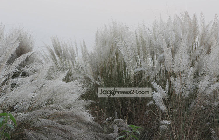 কাশফুলের দল প্রকৃতিপ্রেমিকদের মুগ্ধ করতে অপেক্ষা করছে। কাশের এই সৌন্দর্য উপভোগ করতে প্রতিদিন অসংখ্য রাজধানীবাসী ছুটে আসেন। ছবি : তারিকুর রহমান খান