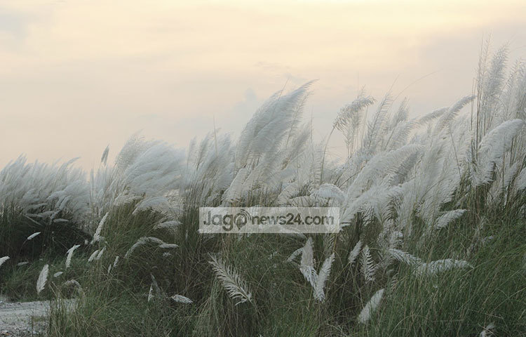 শরতের কাশফুলের এ রূপ সহজেই যে কারো চিত্তে দোলা দেবে। ছবি : তারিকুর রহমান খান