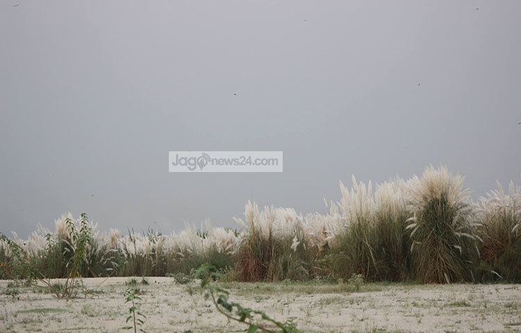 নাগরিক ব্যস্ততার মাঝেও একটু সময় করে ঘুরতে আসতে পারেন কাশফুলের রাজ্য থেকে। ছবি : তারিকুর রহমান খান