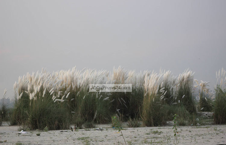 রাজধানীর আফতাব নগরের ফাঁকা জমিতে শরতের সৌন্দর্যের ডালি সাজিয়ে বসে আছে কাশফুল। তাই পরিবার নিয়ে যেকোন সময় ঘুরে আসতে পারেন আপনিও। ছবি : তারিকুর রহমান খান