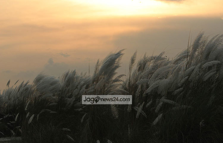 আবিরমাখা বিকেলে কাশফুলের মায়াময় দৃশ্য মনকে ছুঁয়ে ছুঁয়ে যায়। ছবি : তারিকুর রহমান খান