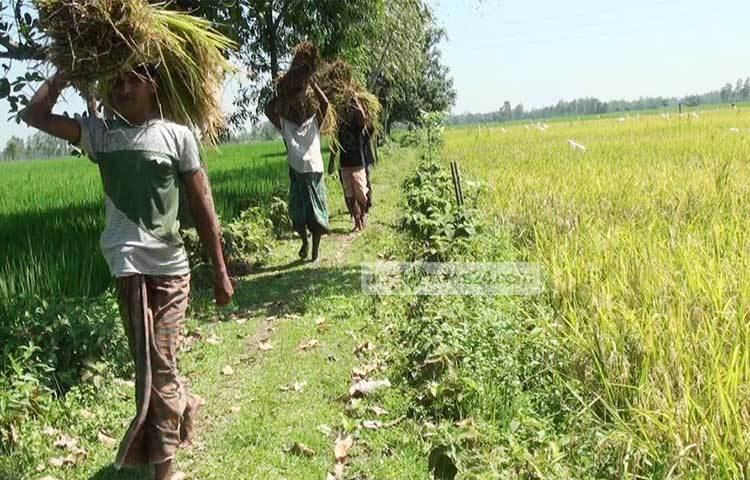 ধান নিয়ে বাড়ি ফিরছেন কৃষকরা। ফসলের হাসি দেখে কৃষকের মন আনন্দে ভরে গেছে। ছবি : সফিকুল আলম