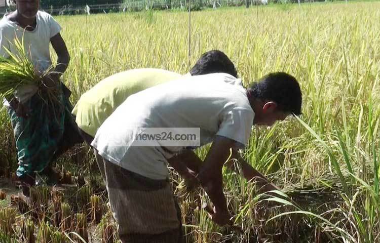 ধান ক্ষেতের ফলন দেখে কৃষকদের আশা, তারা বিঘাপ্রতি ৬০০ থেকে ৮০০ থেকে কেজি (১৫ থেকে ২০ মণ) ধান ঘরে তুলবেন। ছবি : সফিকুল আলম