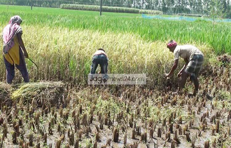 চলতি আমন মৌসুমে জেলায় ৯৭ হাজার ৫৯০ হেক্টর জমিতে আমন আবাদের পাশাপাশি ১২ হাজার ২৭০ হেক্টর জমিতে আগাম জাতের উচ্চ ফলনশীল ধান চাষ করা হয়েছে। ছবি : সফিকুল আলম