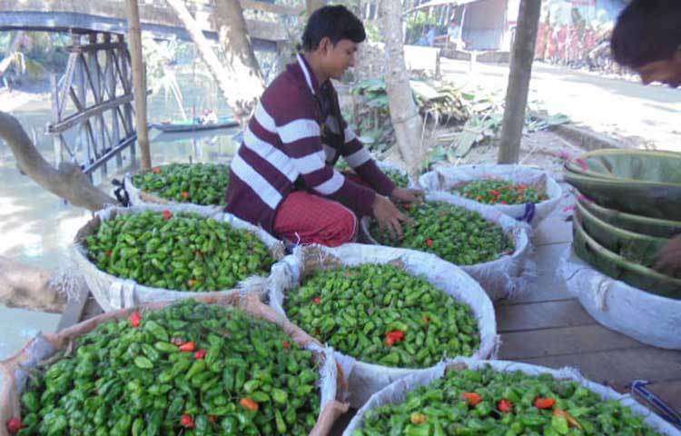 বনজ, ফলদ, ঔষধি বৃক্ষের সঙ্গে সাথী ফসল হিসেবে বোম্বাই মরিচের বাণিজ্যিক চাষ পিরোজপুরের কৃষি অঙ্গনে এক নতুন মাত্রা যোগ করেছে। বেকার যুবকরা এই মরিচ চাষের বেশি আগ্রহী। ছবি : হাসান মামুন
