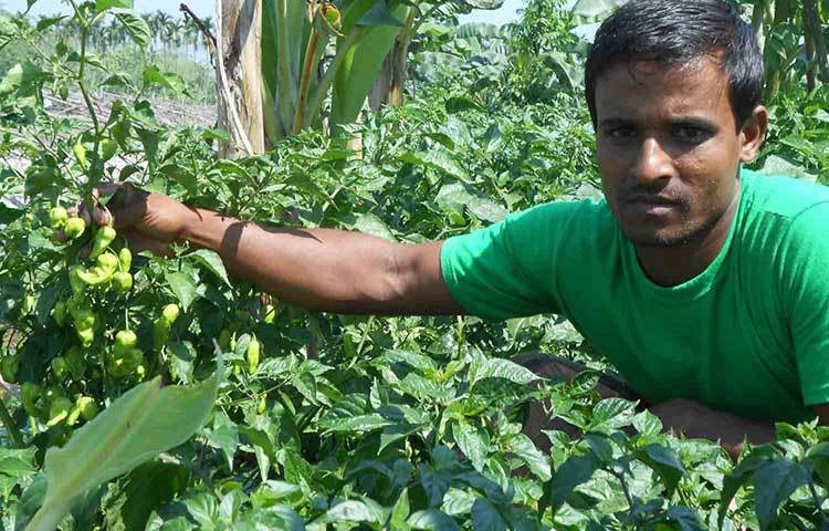 পিরোজপুরের নেছারাবাদ উপজেলার আদাবাড়ী গ্রামের অষিম হাওলাদার বোম্বাই মরিচ চাষ করে এখন স্বাবলম্বী। ছবি : হাসান মামুন