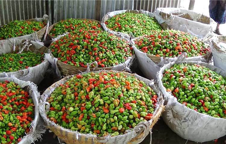 স্বরূকাঠী থেকে পাইকাররা মরিচ কিনে মিনি ট্রাকে ঢাকার কারওয়ান বাজারে চালান করে। ছবি : হাসান মামুন