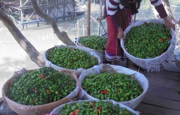 এক পাইকারী ক্রেতা আগাম জাতের সুগন্ধি মরিচ ঢাকা পাঠানোর জন্য ঝুড়ি বোঝাই করছে। ছবি : হাসান মামুন
