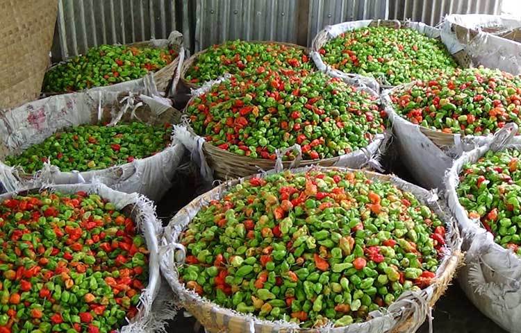 এমন কাঁচা-পাকা মরিচের দৃশ্য দেখে যে কারো চোখ জুড়িয়ে যাবে! ছবি : হাসান মামুন